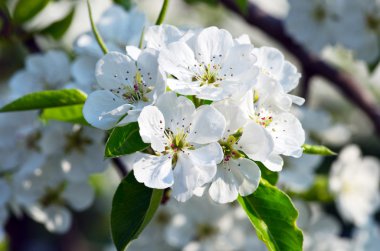 İlkbaharda armut çiçeğinin yakın çekimi.
