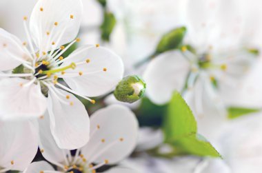 kiraz çiçeği closeup doğal arka plan üzerinde