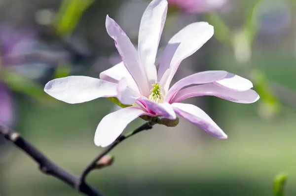 Schöne Blüten eines Magnolienbaums — Stockfoto