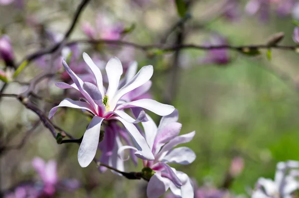 Schöne Blüten eines Magnolienbaums — Stockfoto