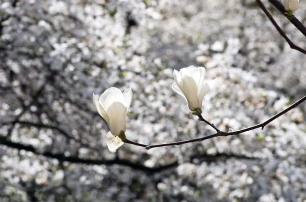 マグノリアの木の美しい花 — ストック写真