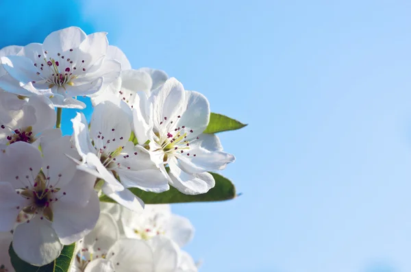 Primer plano de la flor de pera en primavera —  Fotos de Stock