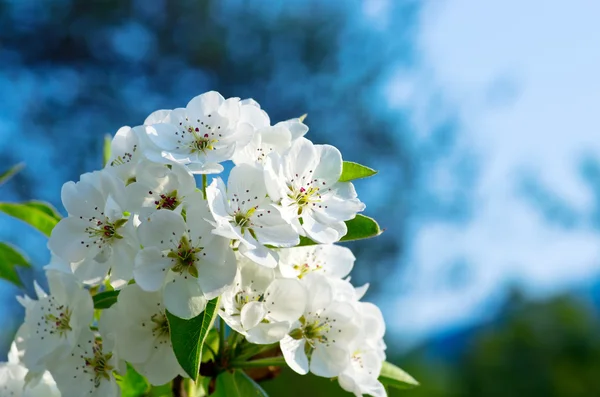 Primer plano de la flor de pera en primavera — Foto de Stock