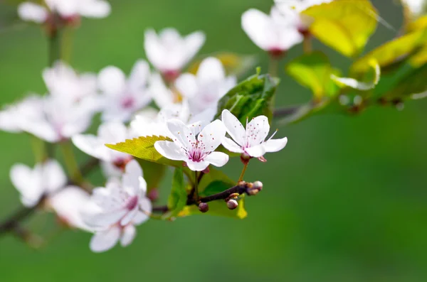 Flor de cerezo primer plano sobre fondo natural — Foto de Stock