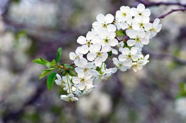 Cherry blossom closeup over natural background — Stock Photo, Image