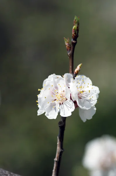 Kayısı çiçeği closeup doğal arka plan üzerinde — Stok fotoğraf
