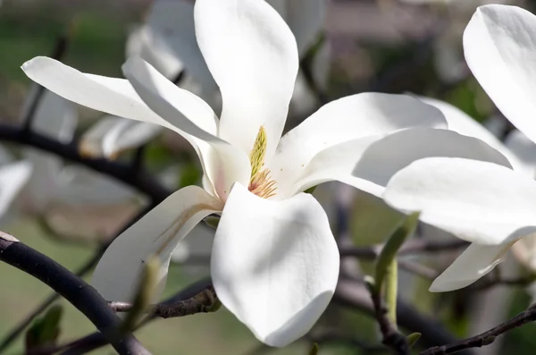 Lindas flores de uma árvore de magnólia Fotografia De Stock