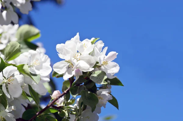 Яблоки цветут весной на фоне природы Стоковое Фото