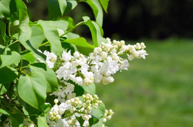 Beyaz bir leylağın yeşeren dalı.