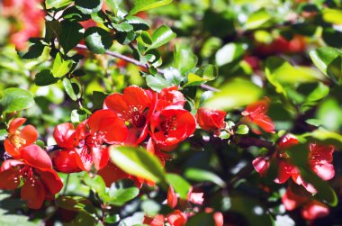 (Çiçekli çiçekli Ayva (cydonia oblonga) kırmızı bahar çiçekleri