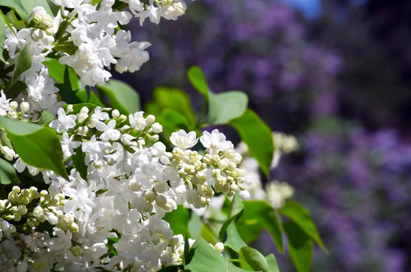 Blossoming branch of a white lilac close-up — Stock Photo, Image