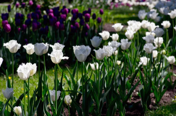 Růžové a bílé tulipány v zahradě — Stock fotografie