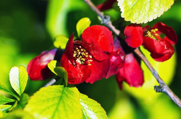 Flowering quince (cydonia oblonga) Red spring flowers (flowering — Stock Photo, Image