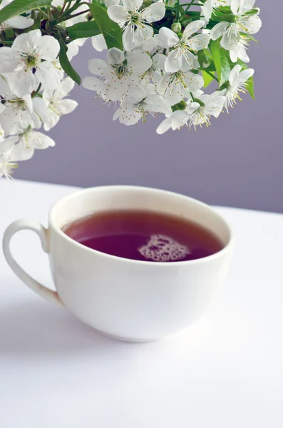 Tea with cherry flowers and branches on white table, top view — Stock Photo, Image