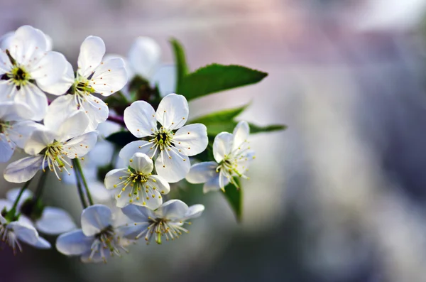 Rama de flores de primavera — Foto de Stock