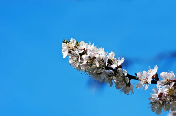 Spring blooming flowers branch — Stock Photo, Image