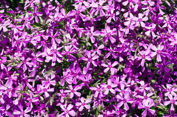 Hermoso fondo natural de pequeñas flores púrpuras — Foto de Stock