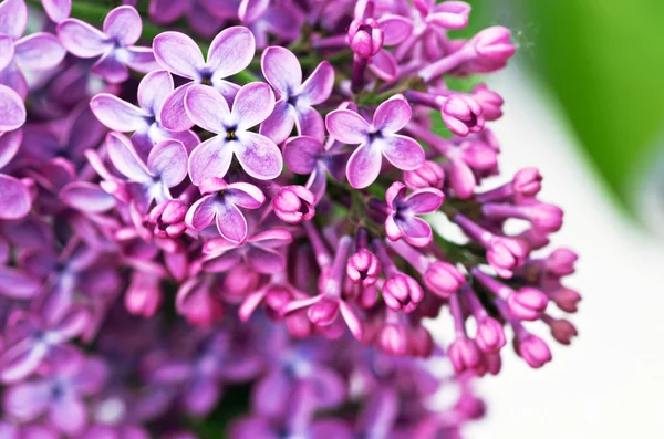 Branch of lilac flowers with the leaves — Stock Photo, Image