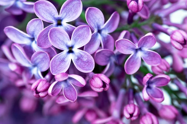 Ramo de flores lilás com as folhas Fotos De Bancos De Imagens Sem Royalties