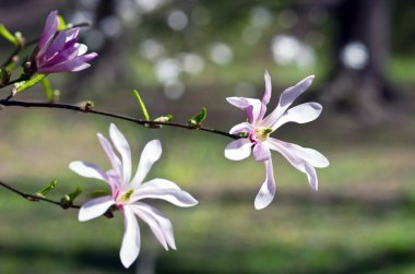 Manolya ağacı güzel çiçekler
