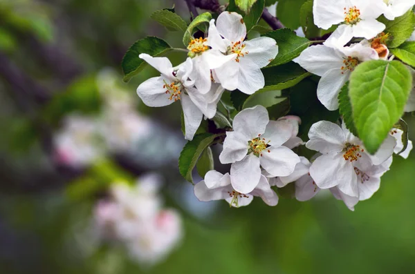 Appelboom — Stockfoto