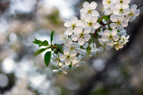 Rama de flores de primavera — Foto de Stock