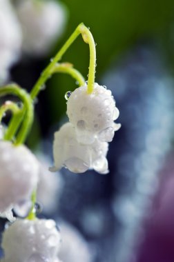 Vadideki Lily 'ye yaklaş.