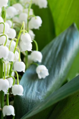 Vadideki Lily 'ye yaklaş.