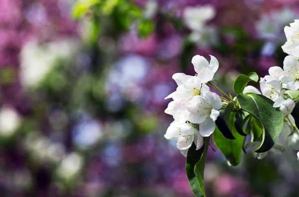 Primer plano de la flor de pera en primavera — Foto de Stock