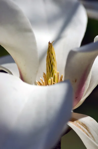 Hermosas flores de un árbol de magnolia — Foto de Stock