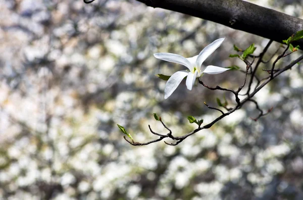 Όμορφα λουλούδια του ένα δέντρο magnolia — Φωτογραφία Αρχείου