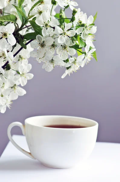 Tea with cherry flowers and branches on white table, top view — Stock Photo, Image