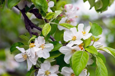 Çiçek açan elma ağacı; güzel beyaz çiçekleri, sığ alan