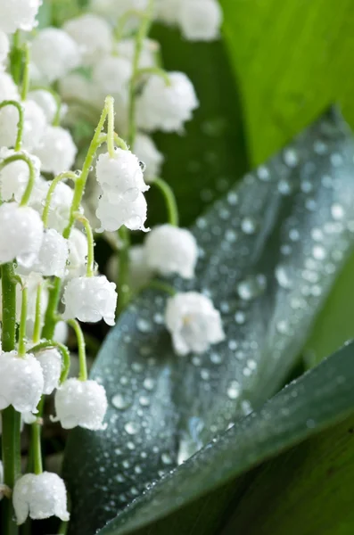 Close up of Lily of the valley — Stock Photo, Image