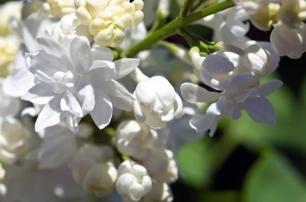 葉を持つライラックの花の枝 — ストック写真