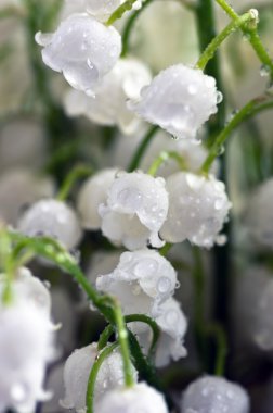 Vadideki Lily 'ye yaklaş.