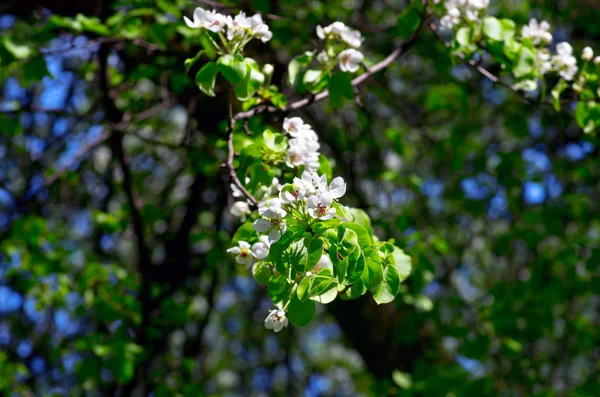 Closeup of the pear blossom in spring — Stock Photo, Image