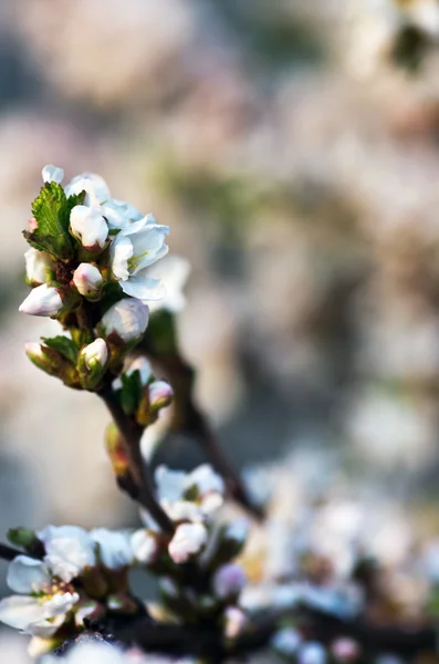 Spring blooming flowers branch — Stock Photo, Image