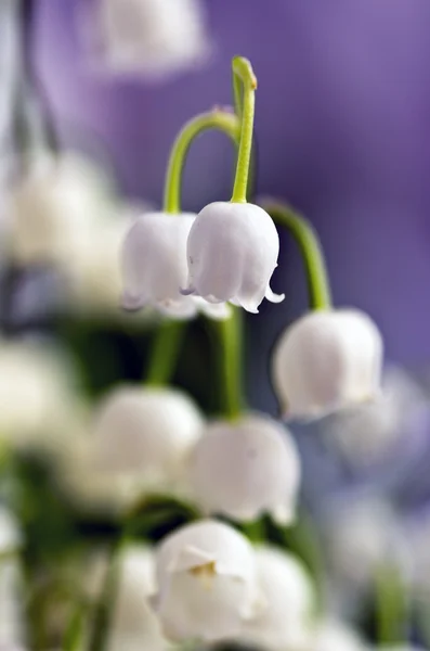 Close up of Lily of the valley — Stock Photo, Image