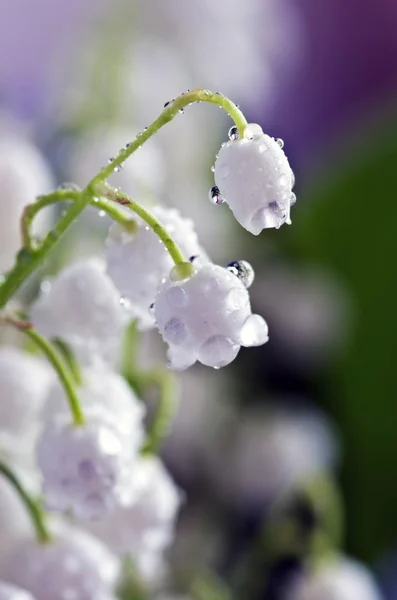 Close up of Lily of the valley — Stock Photo, Image