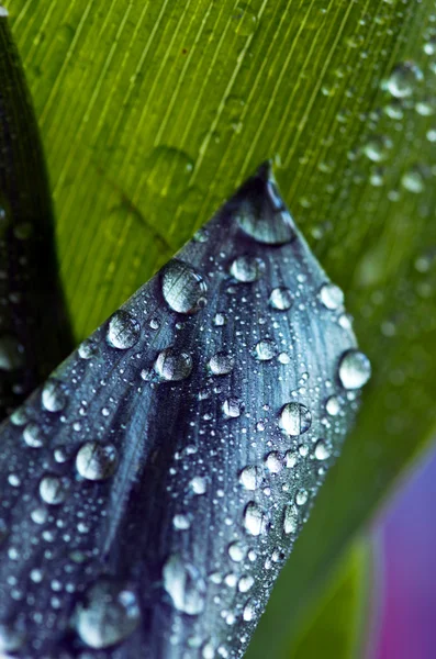 Κοντινό πλάνο του Lily of the Valley — Φωτογραφία Αρχείου