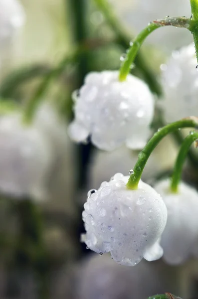 Close up of Lily of the valley Stock Picture