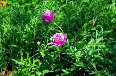 bulanık arka planda yeşil flowerbed pembe bir Şakayık.