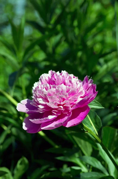 ピンク牡丹の花を閉じます. — ストック写真