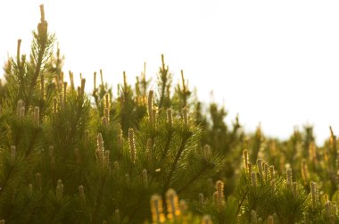 Çam Ağacı Kapanışı