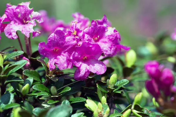 Närbild foto av en vacker rosa rosa rhododendron — Stockfoto