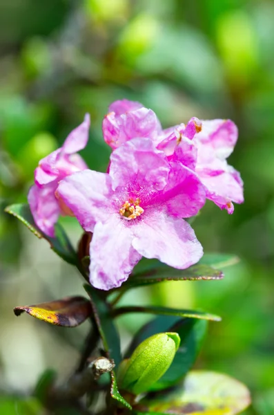 Closeup φωτογραφία του ένα όμορφο ροζ ροζ rhododendron — Φωτογραφία Αρχείου