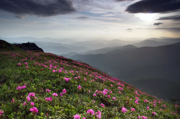 Magische rosa Rhododendron-Blüten in den Bergen. Sommersonnenaufgang — Stockfoto