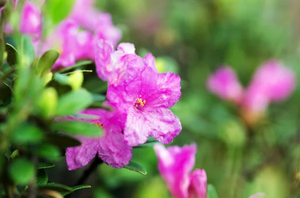 A Kárpátok Rhododendron — Stock Fotó