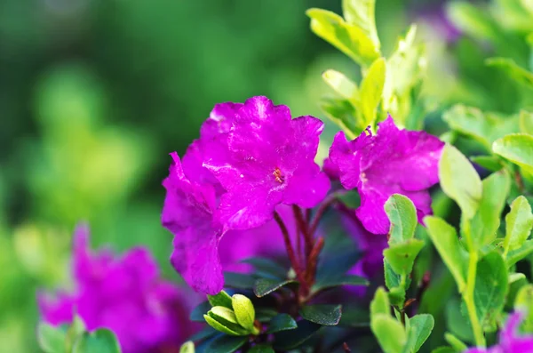 Rododendro en los Cárpatos — Foto de Stock